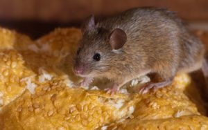 5 Smart Tips To Keep Mice Away From Your Home