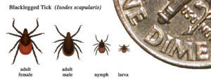 An informative picture illustrating the different stages of a ticks life and ther sizes in comparison to a coin