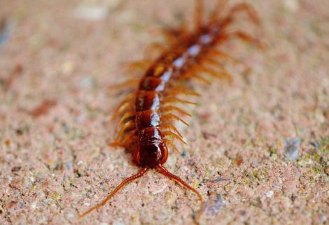 This is a picture of a centipede found in Burlington
