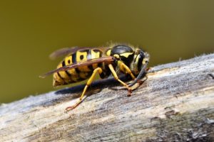 Wasp and Hornet extermination services